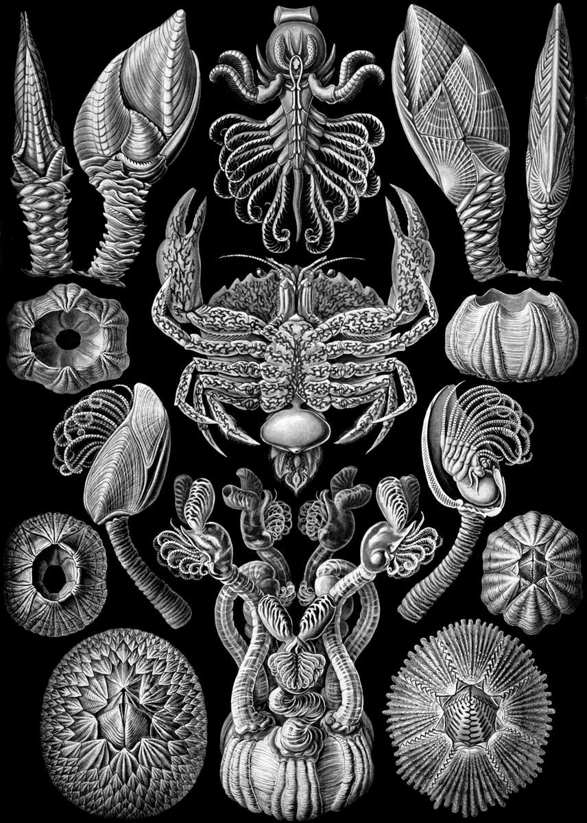 Haeckel E -1904- Cirripedia - caranguejos gavinhas quebra-cabeças online