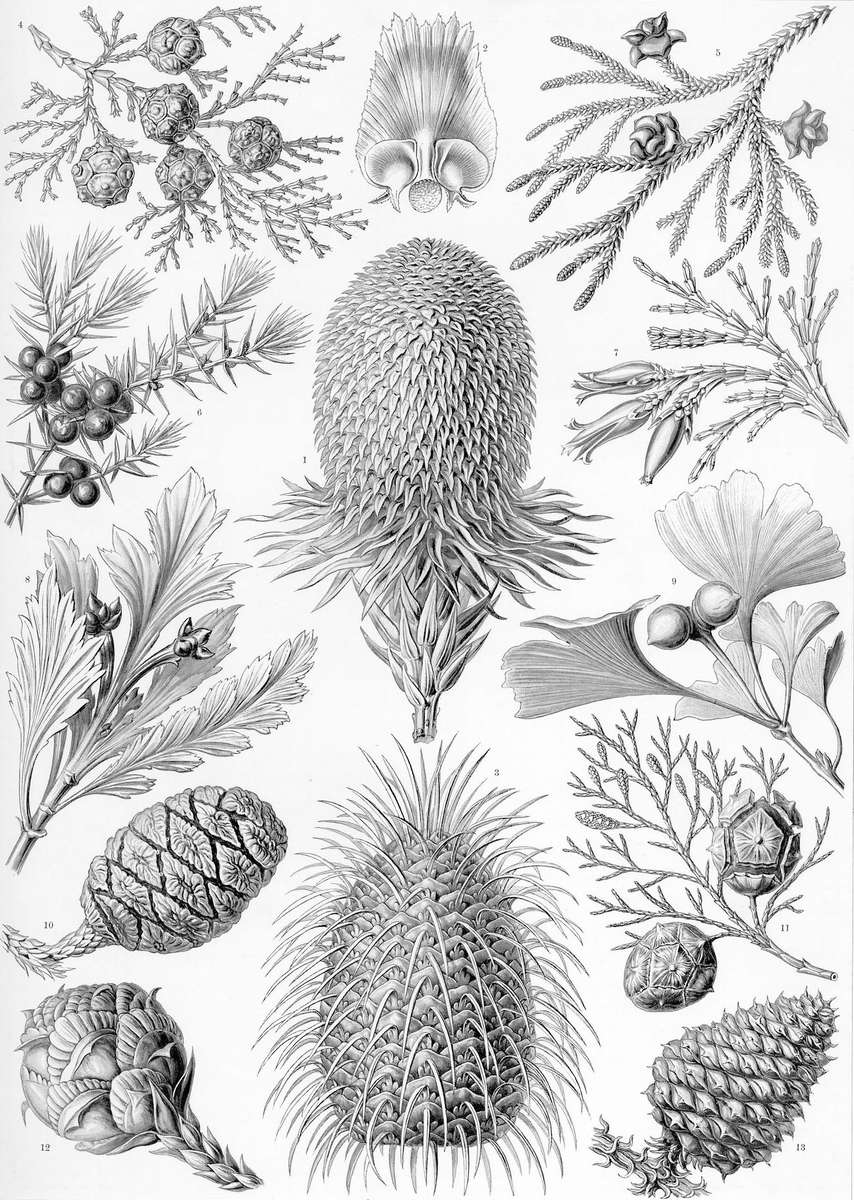 Haeckel E -1904- Coniferae - cone trees online puzzle