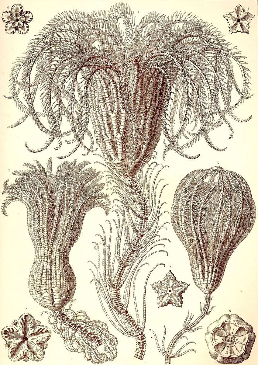 Haeckel E -1904- Crinoidea - palm stars online puzzle