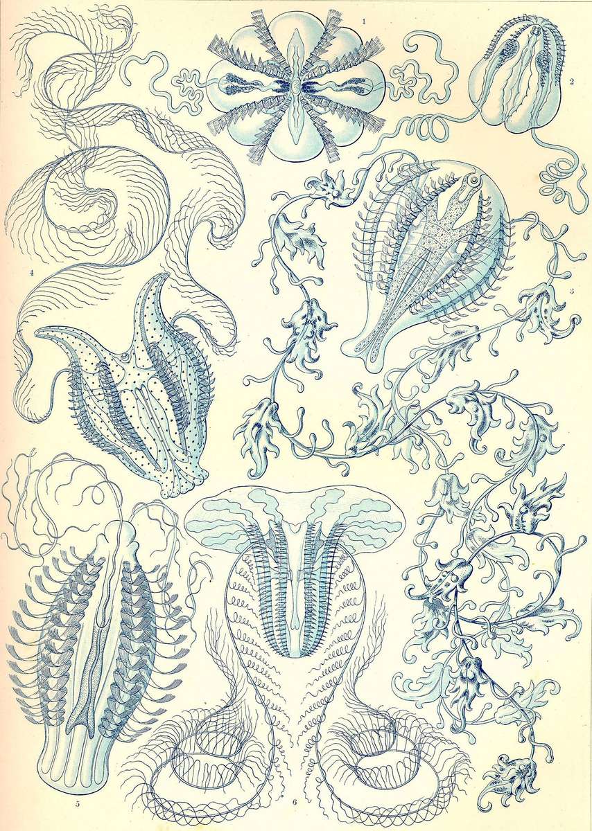 Haeckel E -1904- Ctenophorae - Comb Jellyfish jigsaw puzzle online