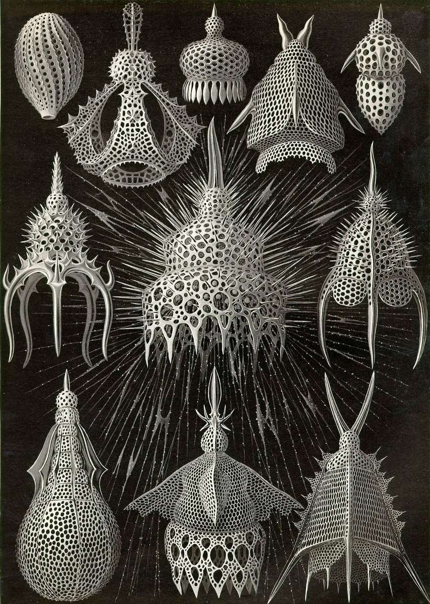 Haeckel E -1904- Cyrtoidea - anelli per getto di bottiglia puzzle online