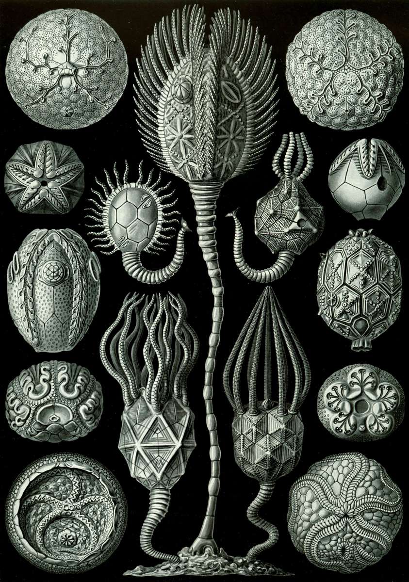Haeckel E -1904- Cystoidea - estrelas marsupiais puzzle online
