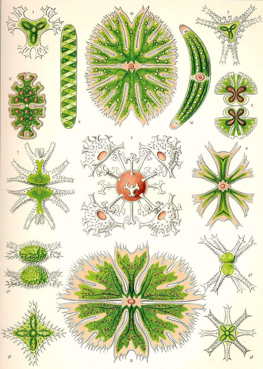 Haeckel E -1904- Desmidiea - oggetti ornamentali puzzle online
