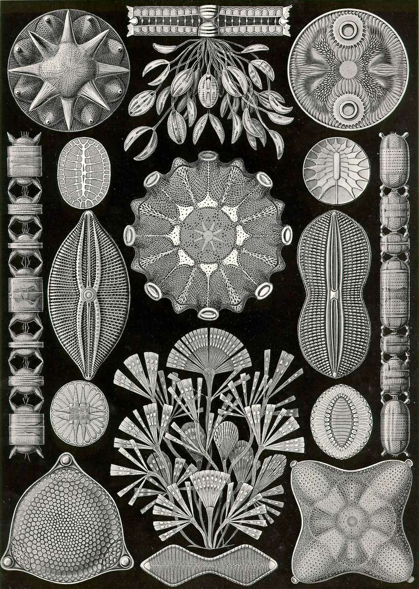 Haeckel E -1904- Diatomea - Nidiacei puzzle online