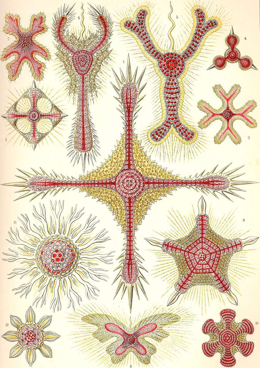 Haeckel E -1904- Discoidea - raggi del disco puzzle online