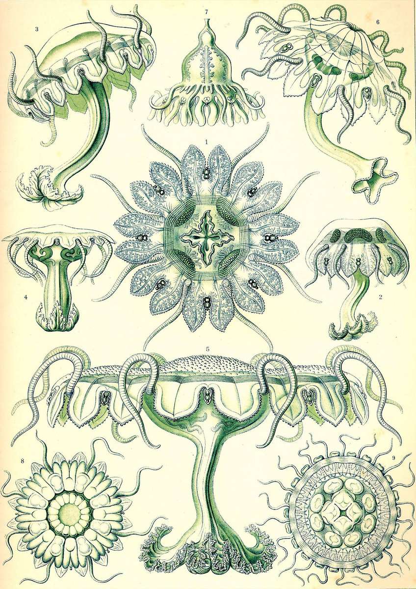 Haeckel E -1904- Discomedusae3 - Medusa a disco puzzle online