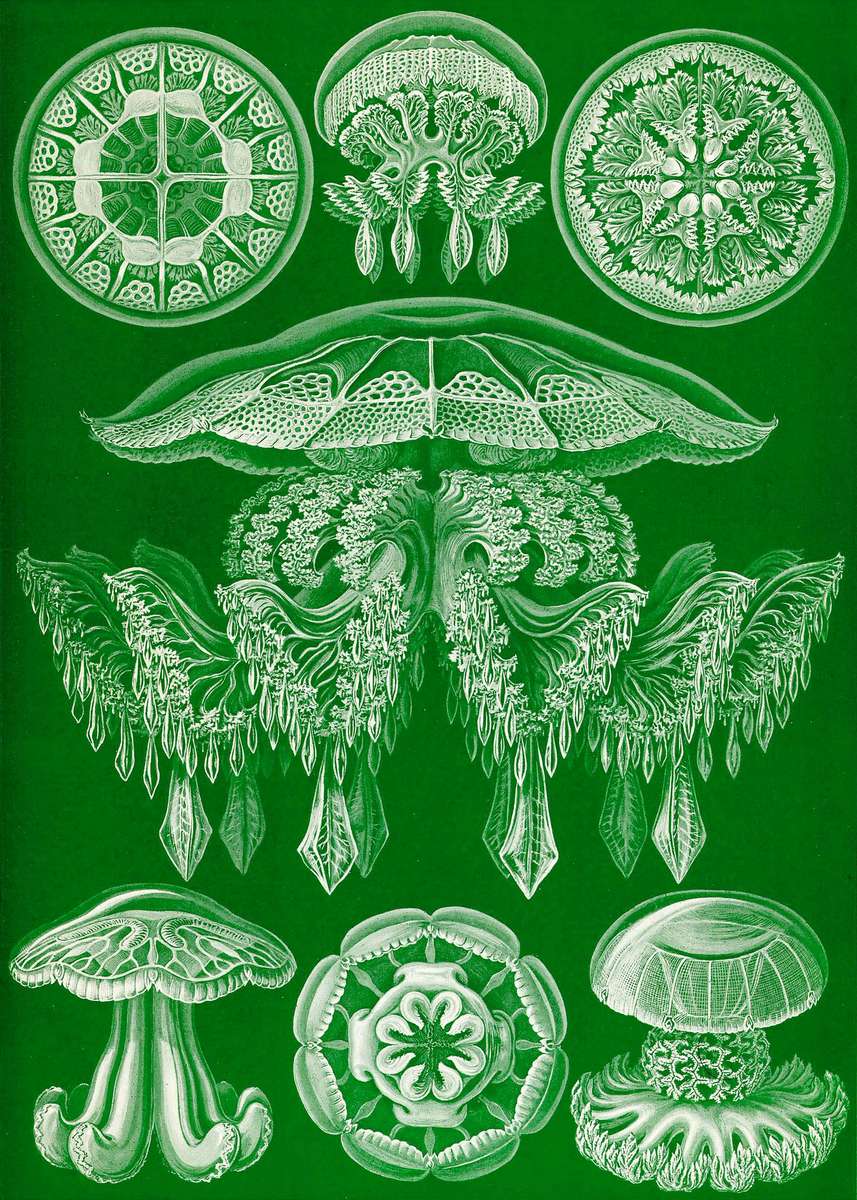 Haeckel E -1904- Discomedusae4 - Medusa a disco puzzle online