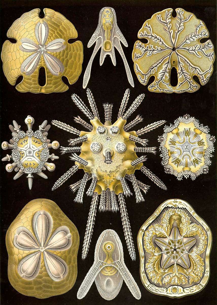 Haeckel E -1904- Echinidea - estrelas ouriço quebra-cabeças online