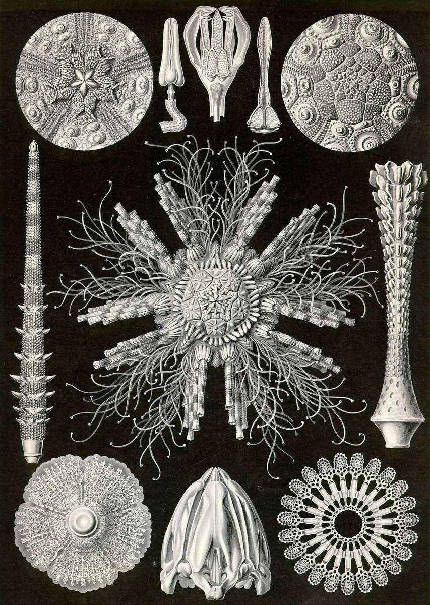 Haeckel E -1904- Echinidea2 - estrelas ouriço puzzle online