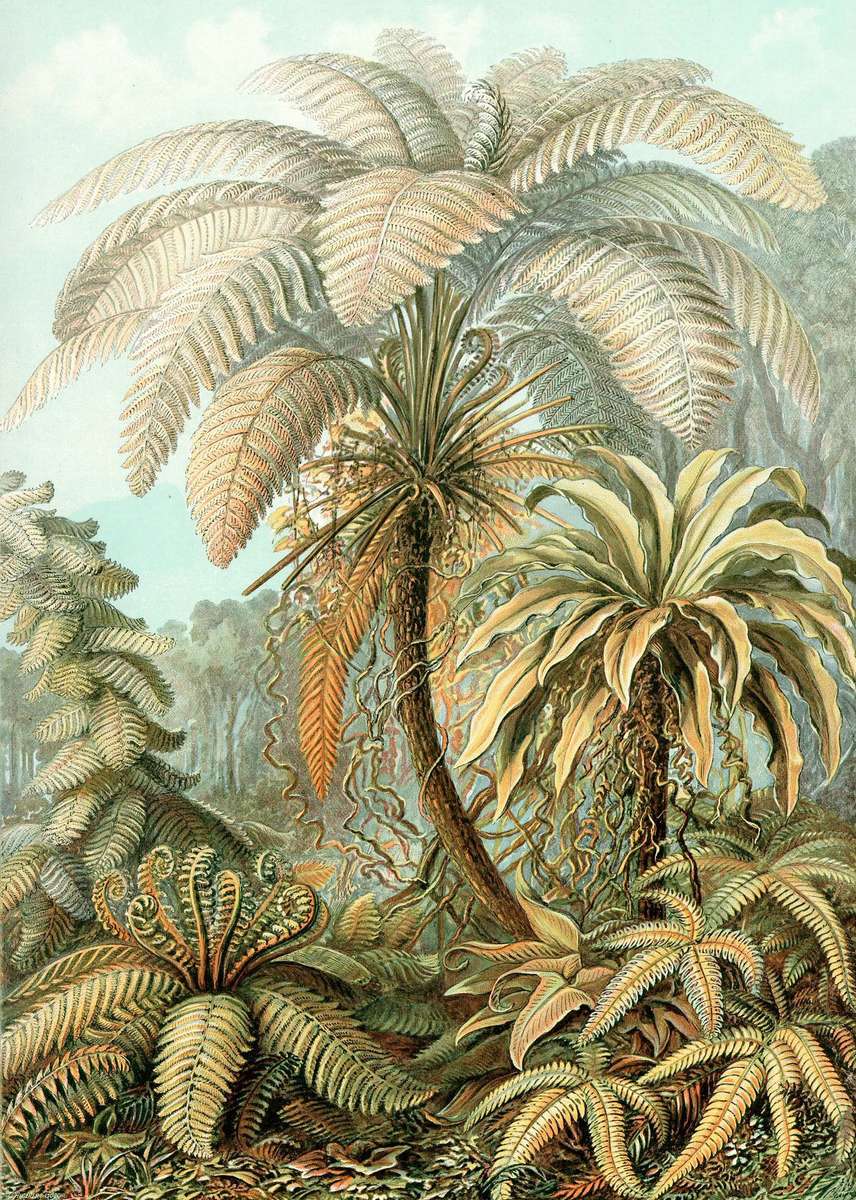 Haeckel E -1904- Filicinae - Felci fogliari puzzle online