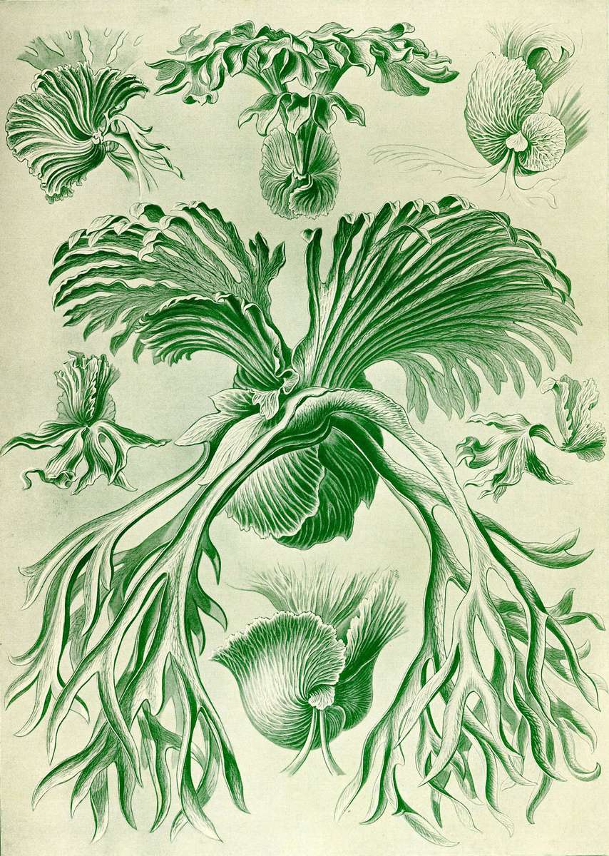 Haeckel E -1904- Filicinae2 - Deciduous ferns online puzzle