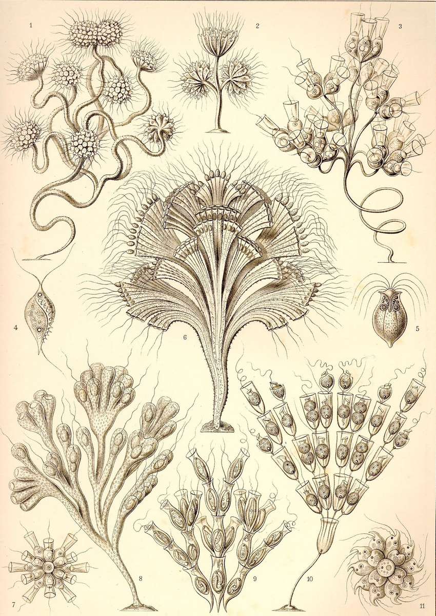 Haeckel E -1904- Flagellata - Geißlinge jigsaw puzzle online