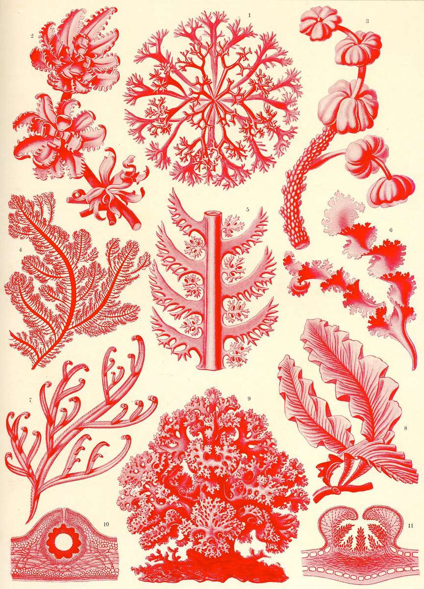 Haeckel E -1904- Florideae - Red algae online puzzle