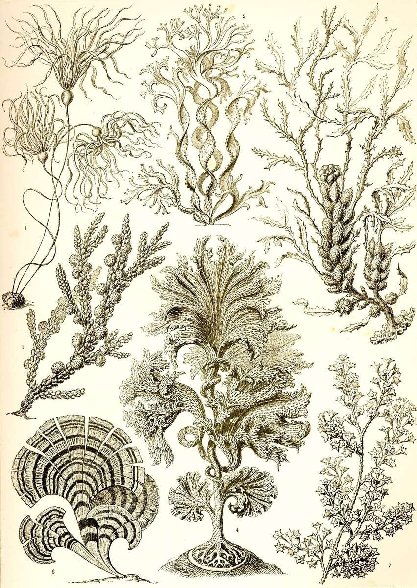 Haeckel E -1904- Fucoideae - tangerina marrom quebra-cabeças online