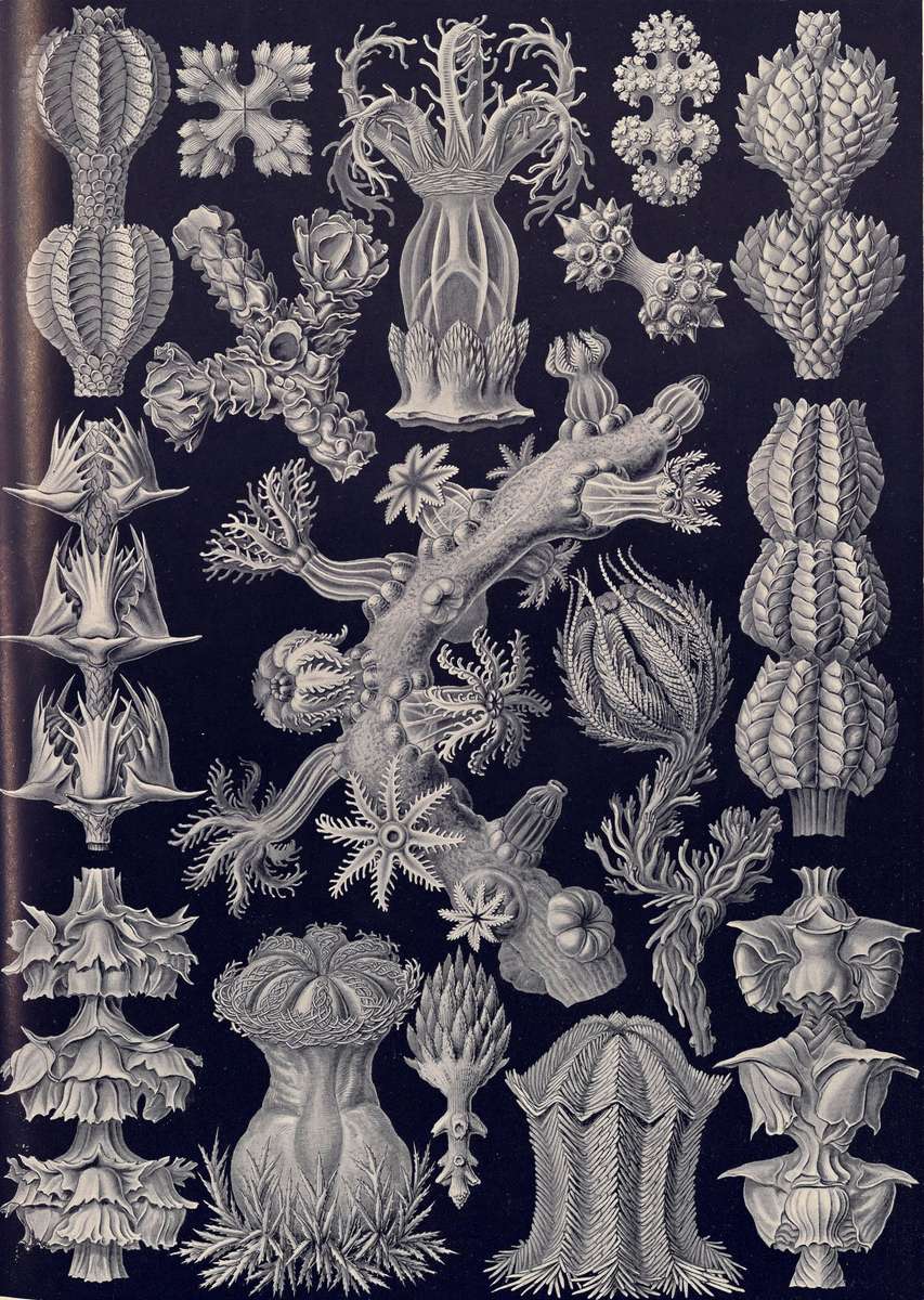 Haeckel E -1904- Gorgonida - bark corals jigsaw puzzle online