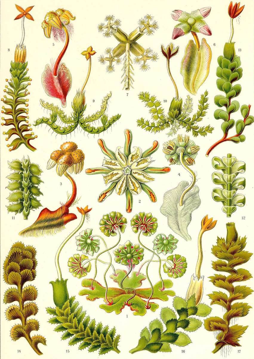 Haeckel E -1904- Hepaticae - Liverworts online puzzle