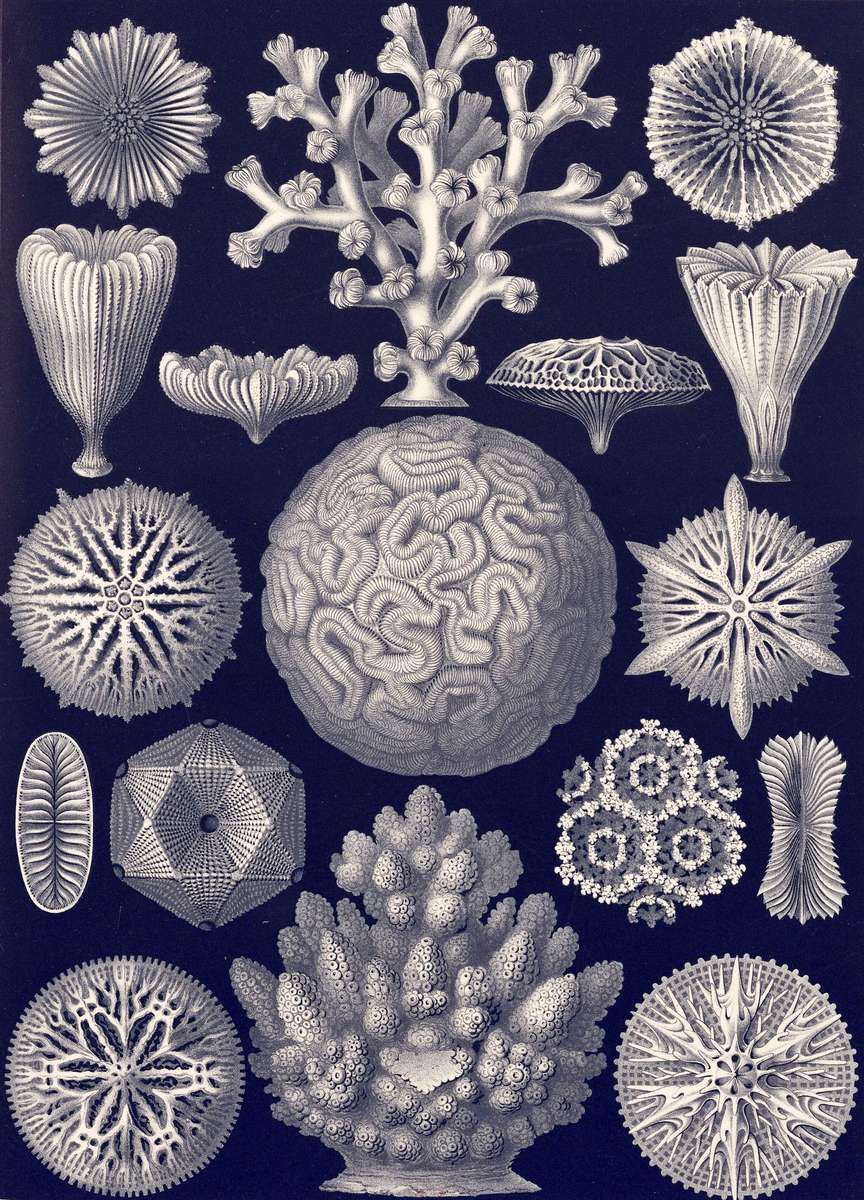 Haeckel E -1904- Hexacoralla - Sixstr. star cor. jigsaw puzzle online