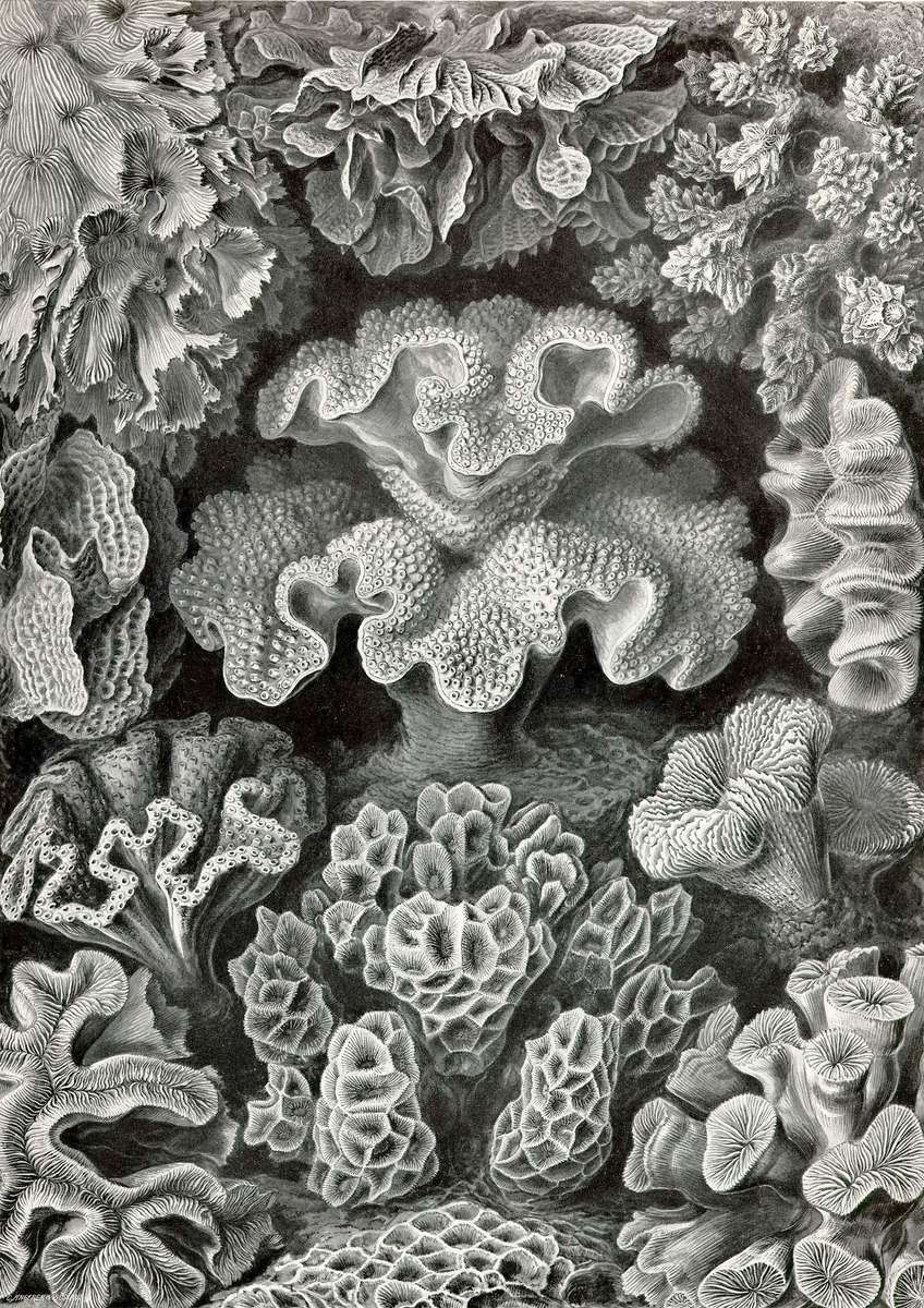 Haeckel E -1904- Hexacoralla2 - Sixstr. star cor online puzzle