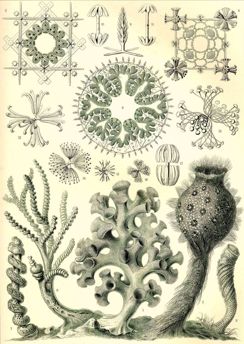 Haeckel E -1904- Hexactinellae - Glass sponges jigsaw puzzle online