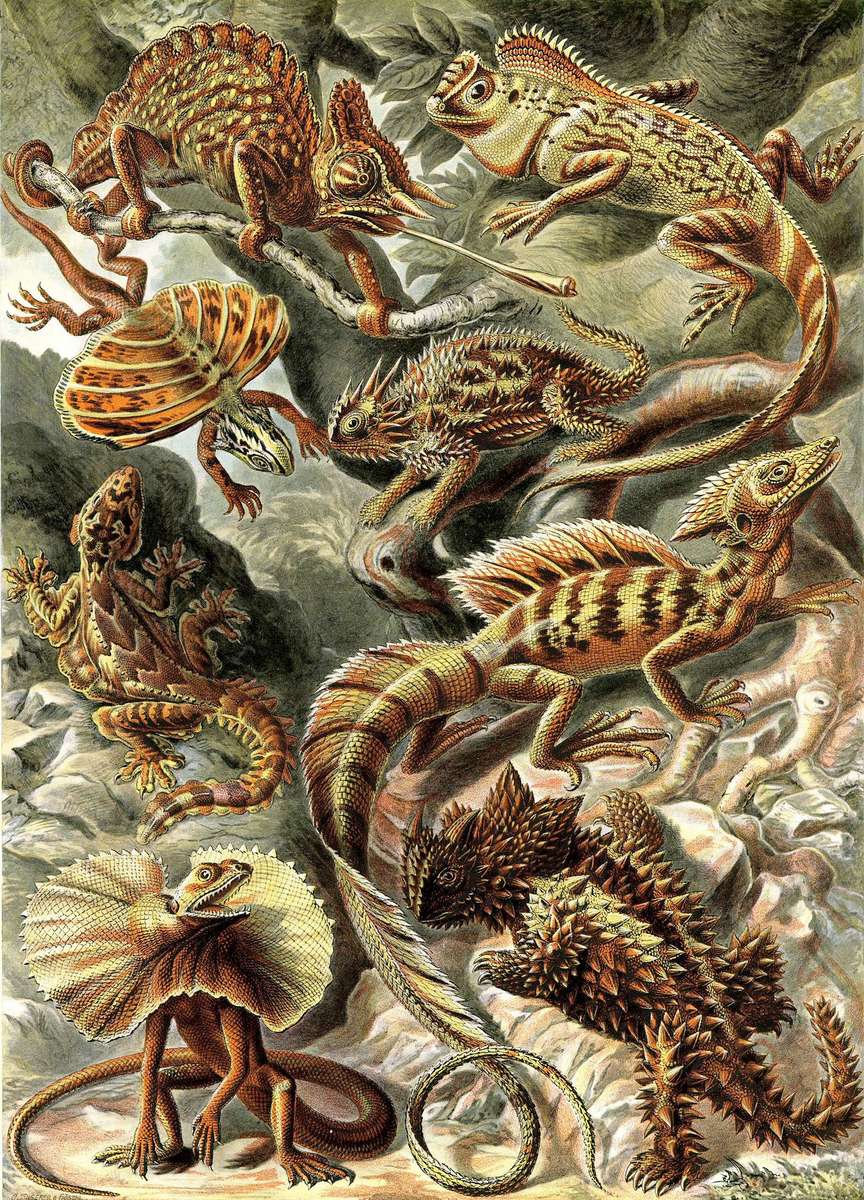 Haeckel E -1904- Lacertilia - Lucertole puzzle online