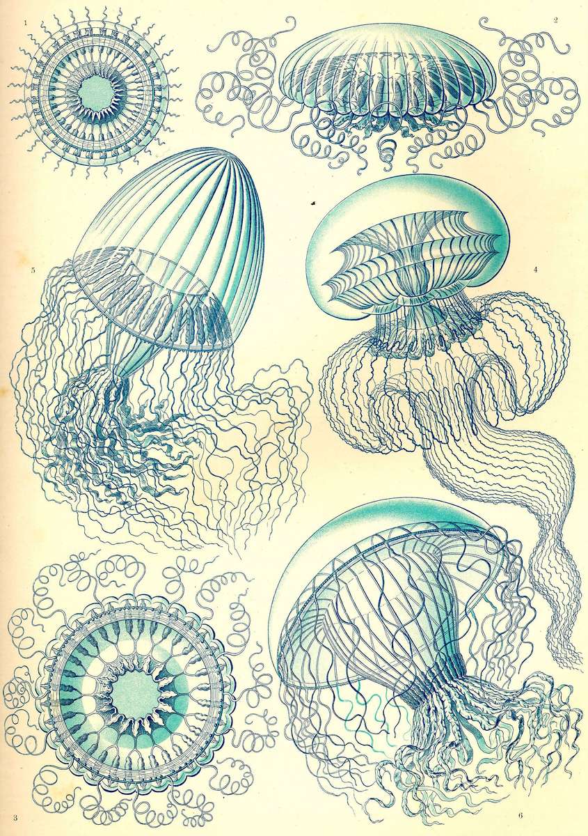 Haeckel E -1904- Leptomedusae - jellyfish jigsaw puzzle online