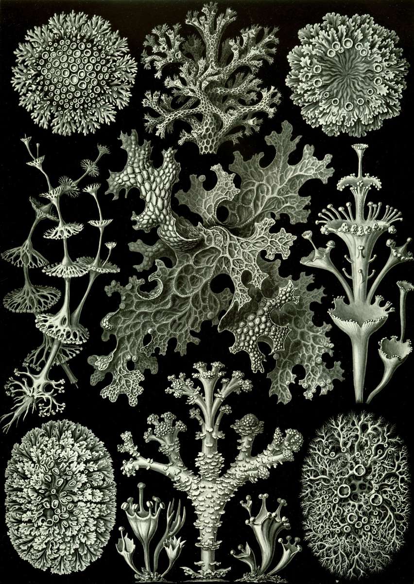 Haeckel E -1904- Licheni - Licheni puzzle online