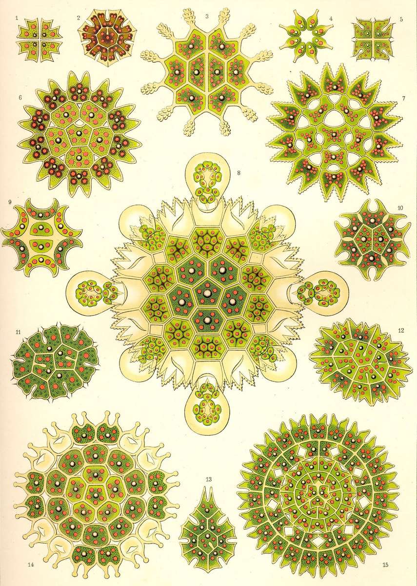 Haeckel E -1904- Melethallia - Sociable Algetts puzzle online