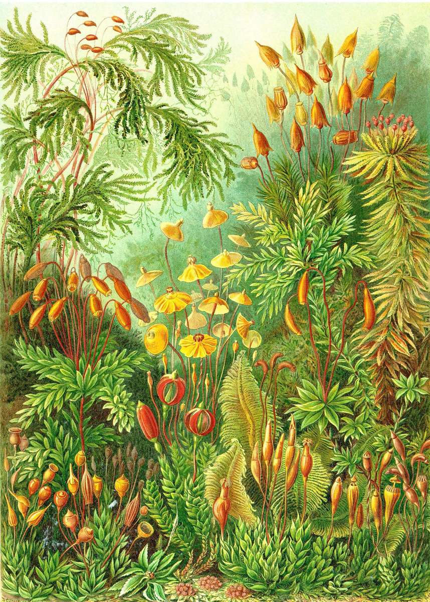 Haeckel E -1904- Muscinae - Muschi puzzle online