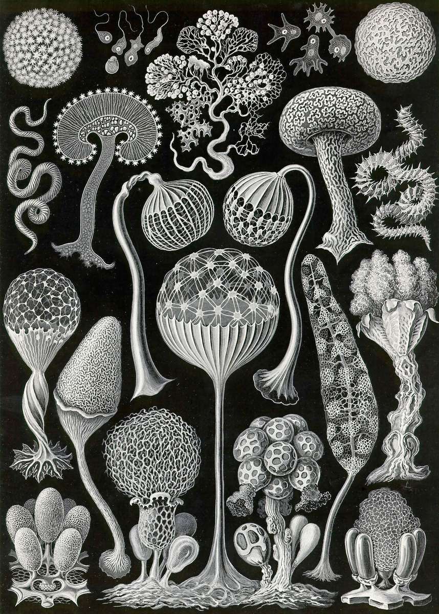 Haeckel E -1904- Mycetozoa - fungal animals online puzzle