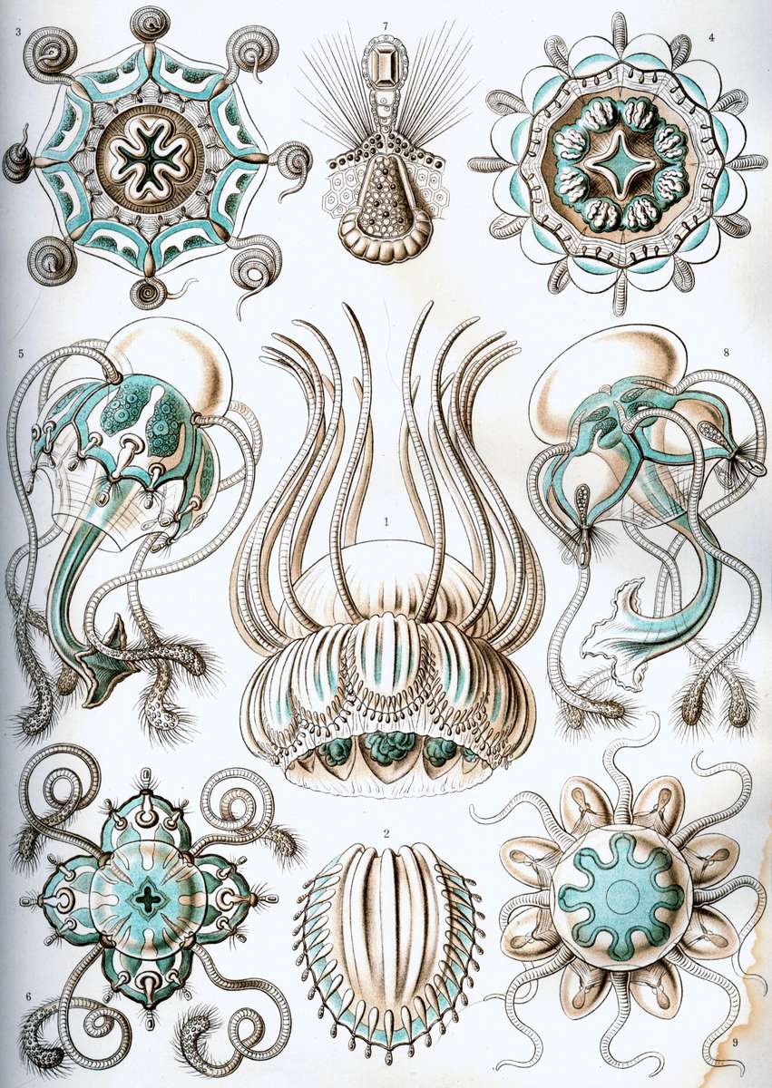 Haeckel E -1904- Narcomedusae - Jellyfish jigsaw puzzle online