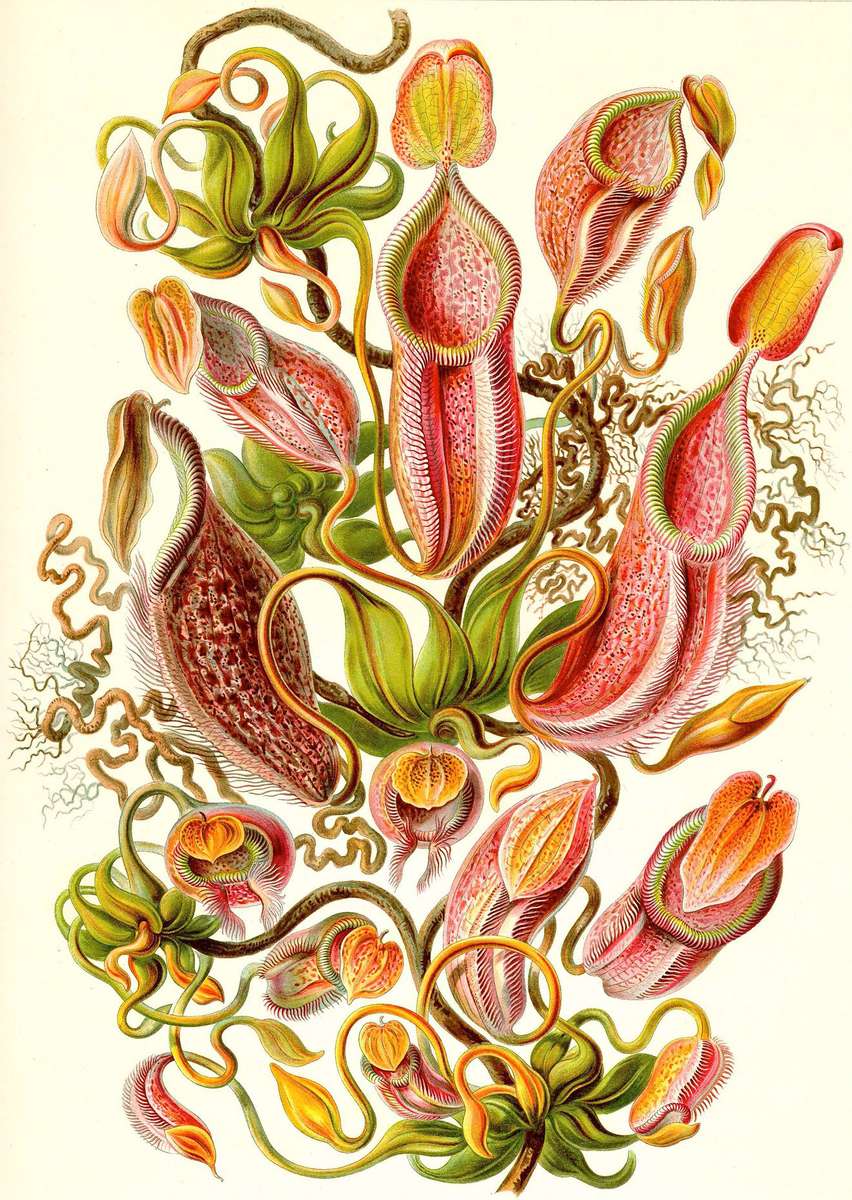 Haeckel E -1904- Nepenthaceae - Pitcher plants online puzzle