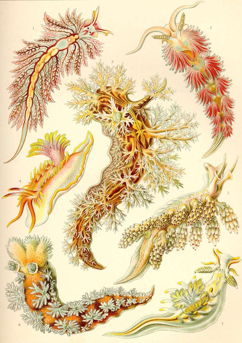 Haeckel E -1904- Nudibranchia - Nudibranch Snec jigsaw puzzle online