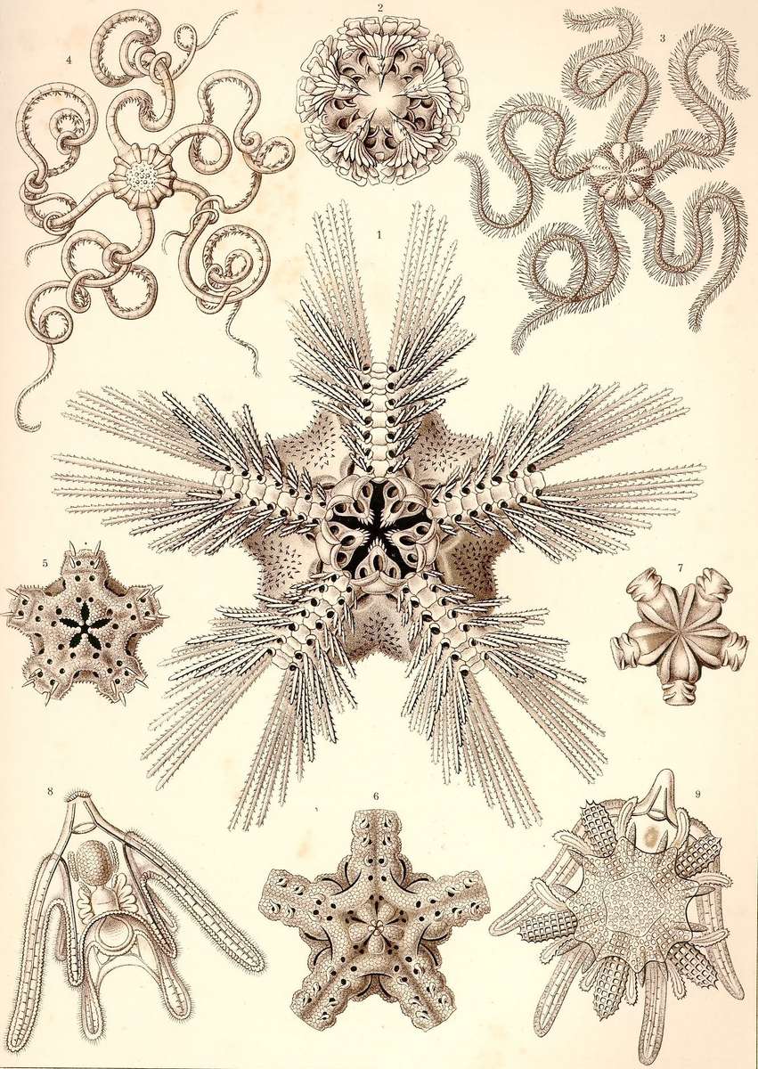 Haeckel E -1904- Ophiodea - brittle stars online puzzle