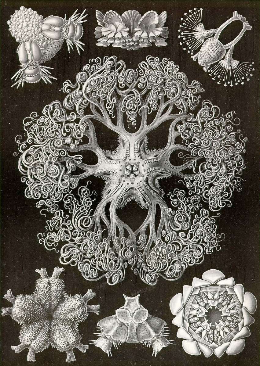Haeckel E -1904- Ophiodea2 - brittle stars jigsaw puzzle online