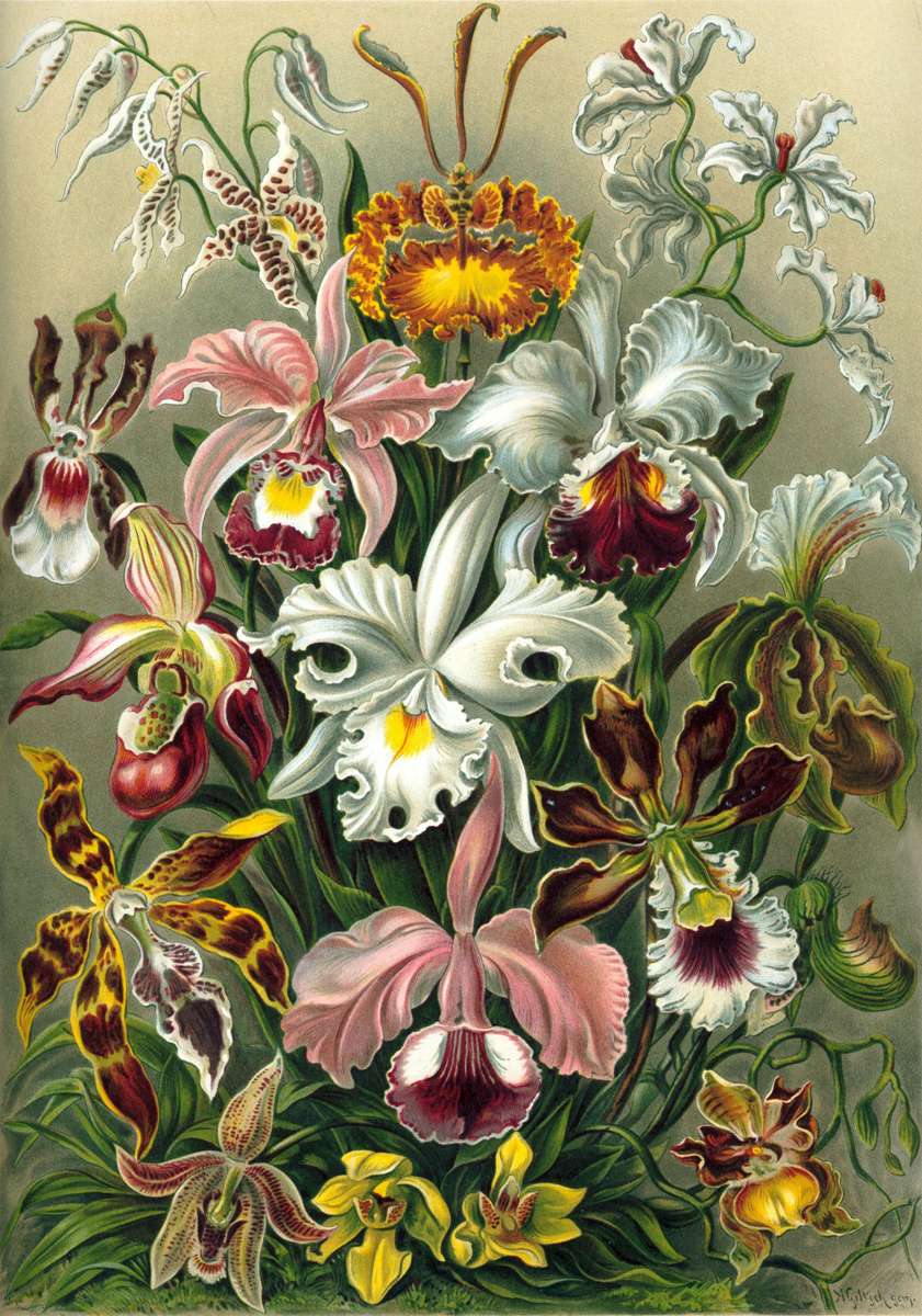 Haeckel E -1904- Orchidae - Venus flowers online puzzle
