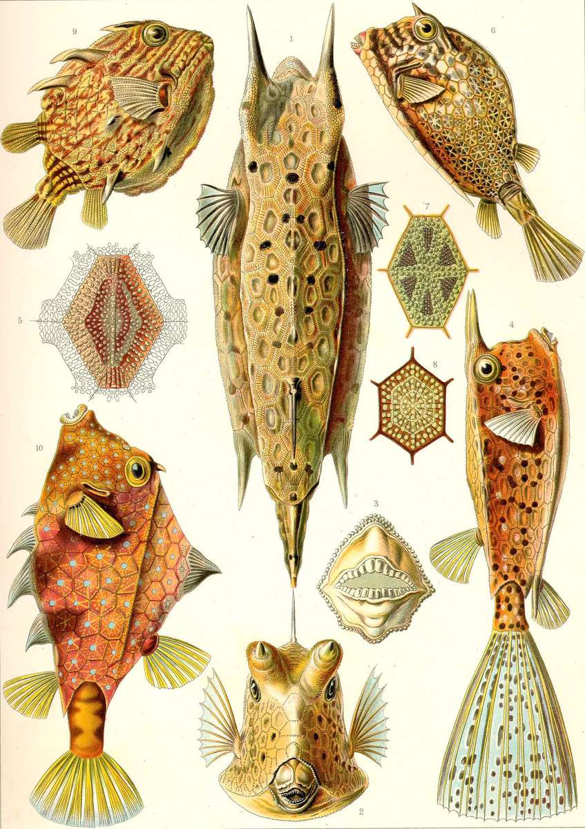 Haeckel E -1904- Ostraciontes - Boxfish jigsaw puzzle online