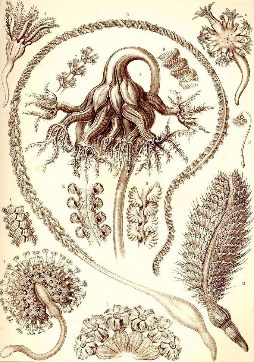 Haeckel E -1904- Pennatulida - feather corals online puzzle