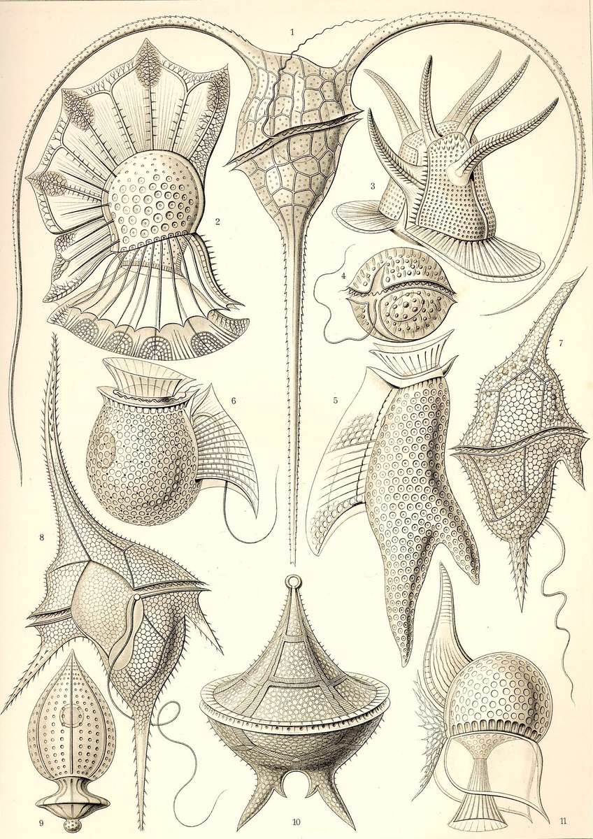 Haeckel E -1904- Peridinea - flagellum jigsaw puzzle online