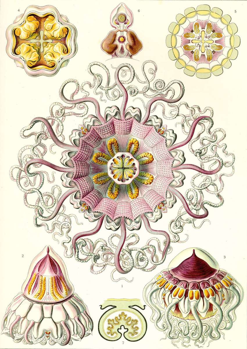 Haeckel E -1904- Peromedusae - pocket jellyfish online puzzle