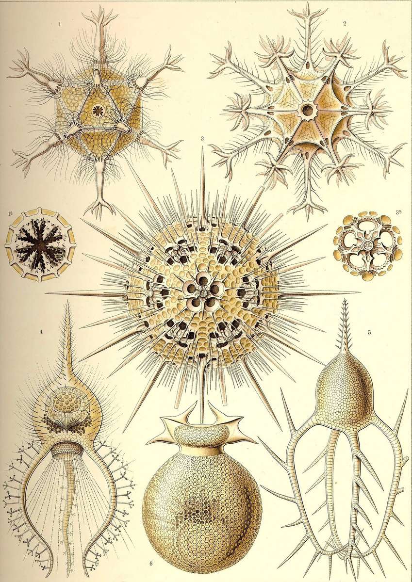 Haeckel E -1904- Phaeodaria - Rohrstahllings jigsaw puzzle online