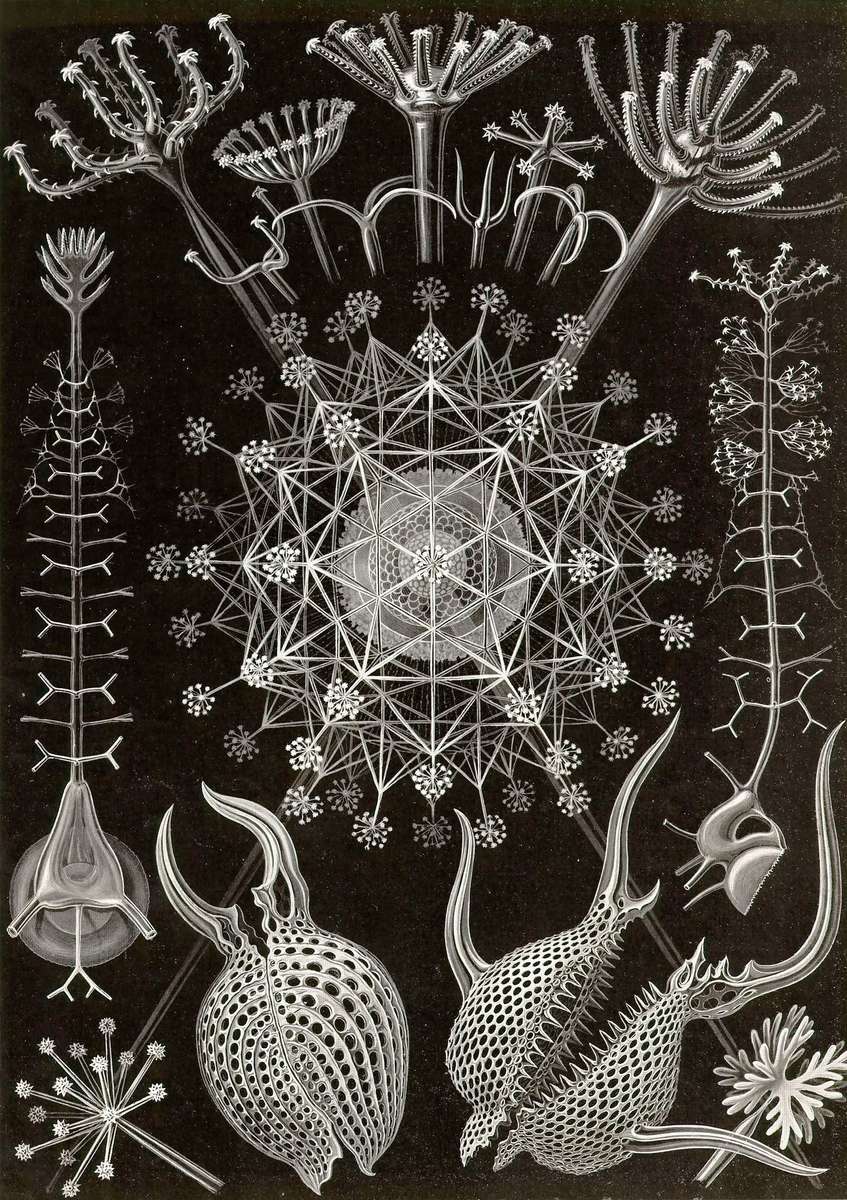 Haeckel E -1904- Phaeodaria2 - tubular steel pieces online puzzle