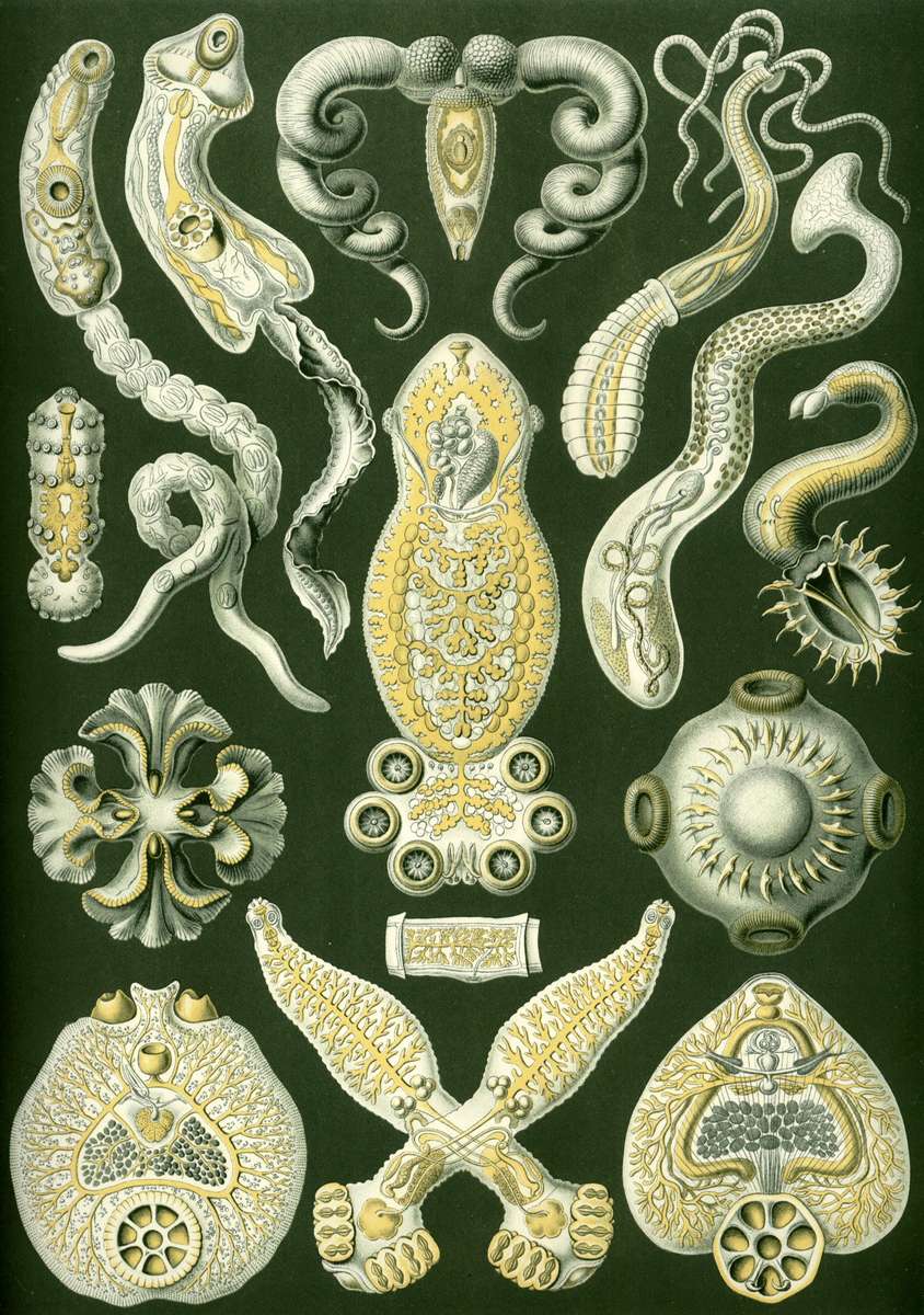 Haeckel E -1904- Platodes - plate animals jigsaw puzzle online