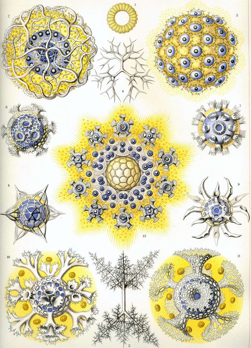 Haeckel E -1904- Polycyttaria - Club Radiants online puzzle