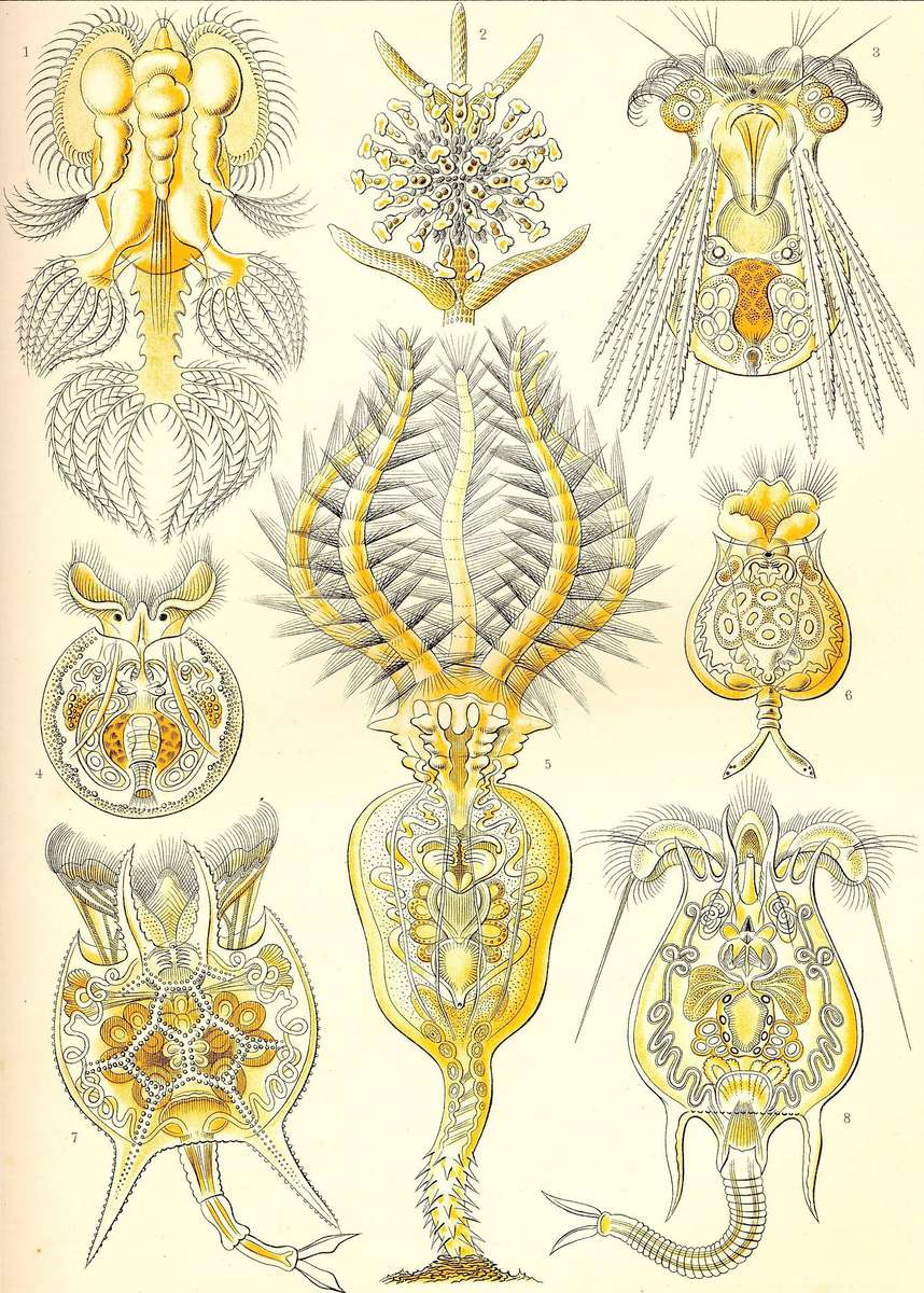 Haeckel E -1904- Rotatoria - rotifers online puzzle