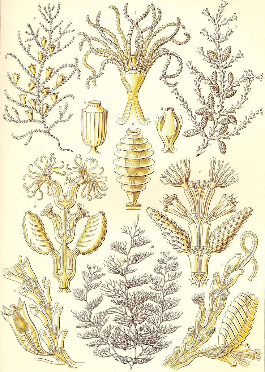 Haeckel E -1904- Sertulariae - row polyps jigsaw puzzle online
