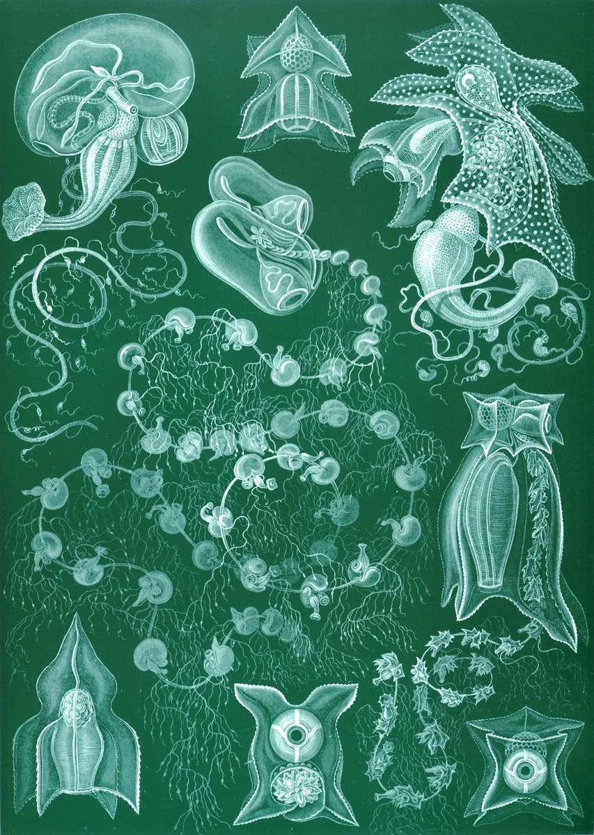 Haeckel E -1904- Siphonophorae - State jellyfish online puzzle