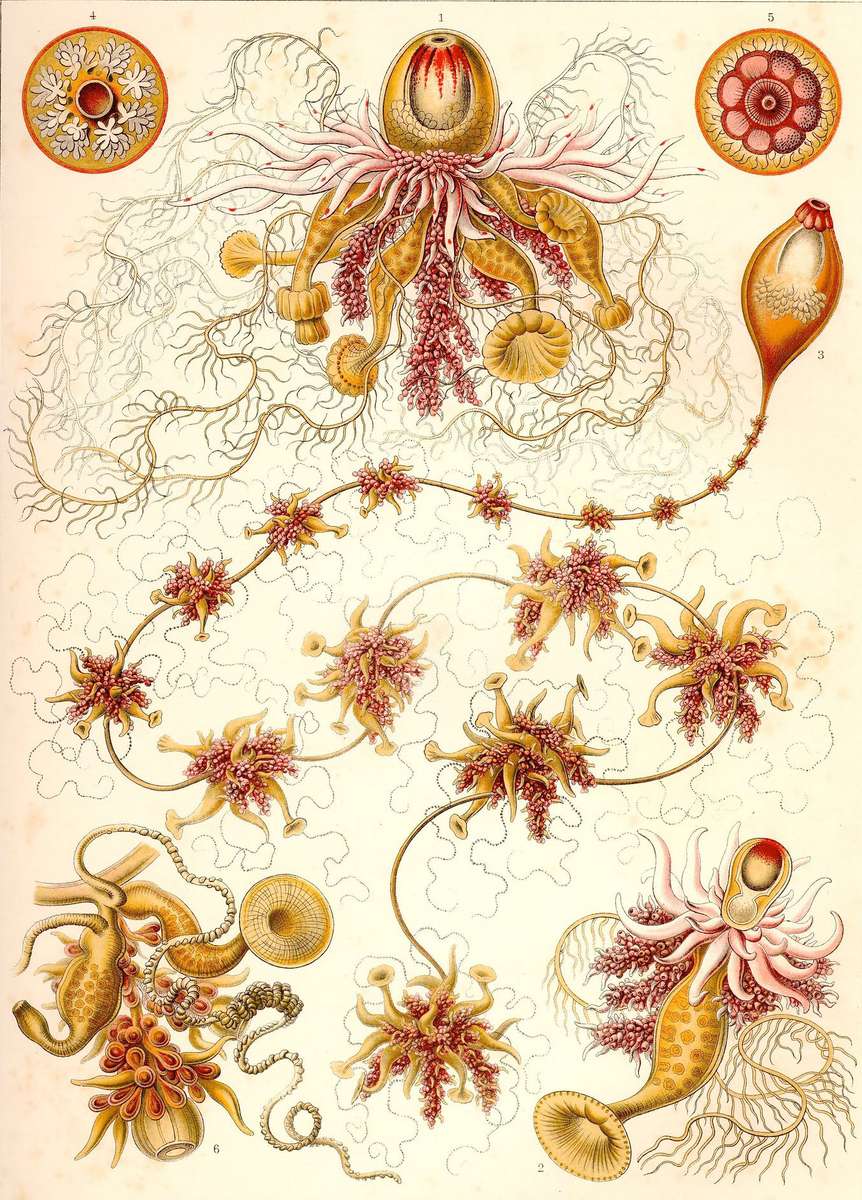 Haeckel E -1904- Siphonophorae2 - State jellyfish jigsaw puzzle online