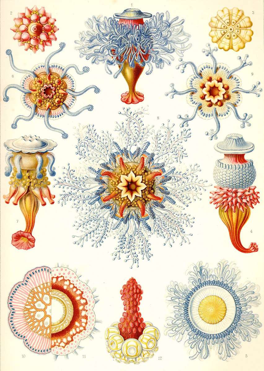 Haeckel E -1904- Siphonophorae3 - State jellyfish online puzzle