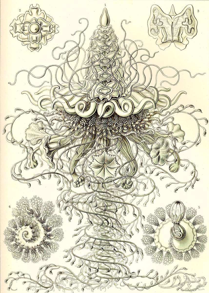 Haeckel E -1904- Siphonophorae4 - State jellyfish jigsaw puzzle online