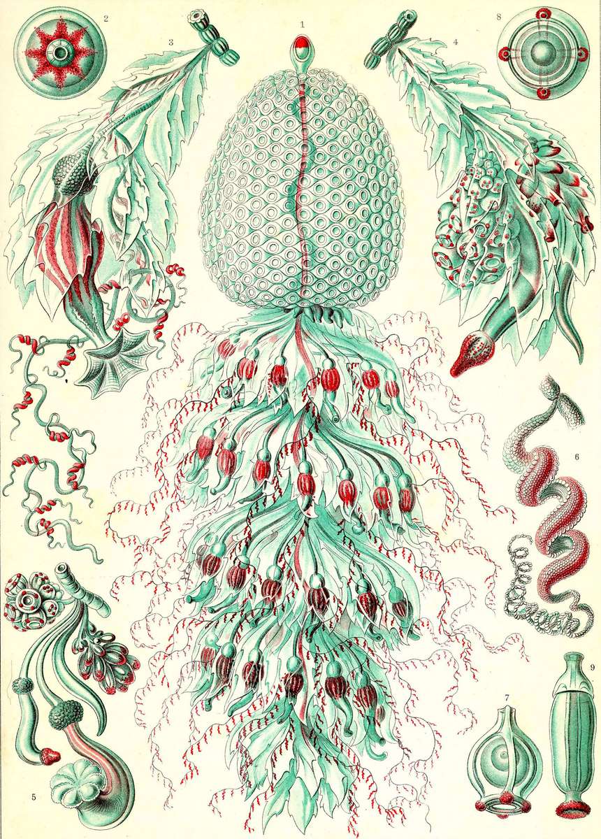 Haeckel E -1904- Siphonophorae5 - State jellyfish online puzzle